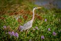 038 Hiriwaduna, blauwe reiger